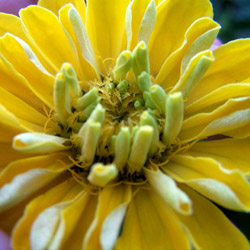 Zinnia